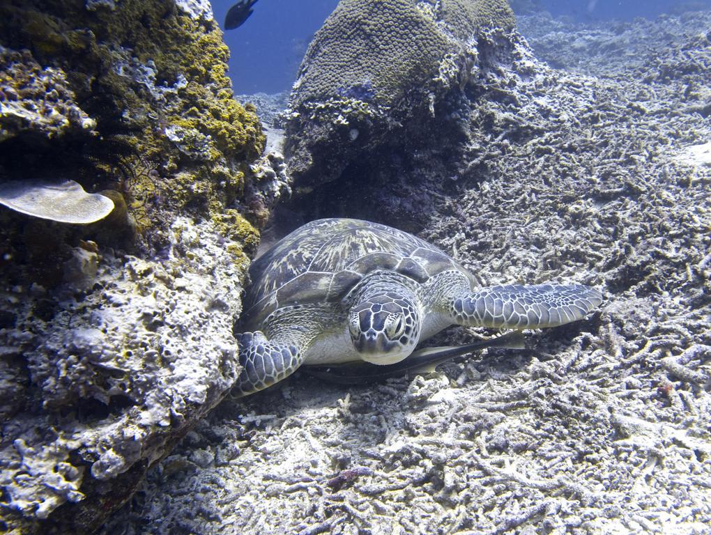 Breathe Villa Meno Gili Meno Exterior foto